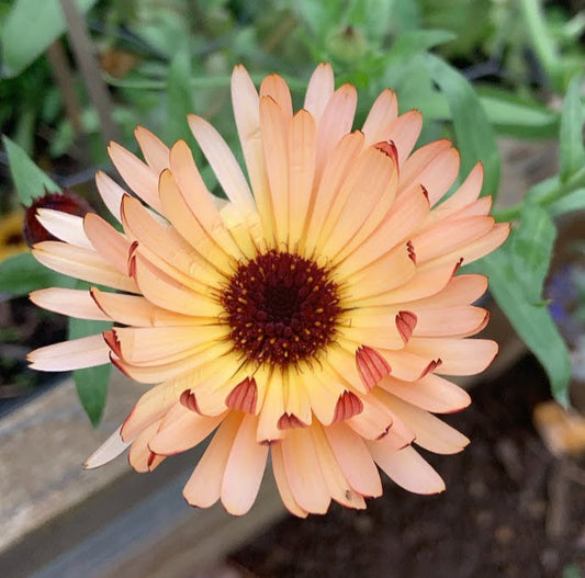 Reasons to Grow Calendula!!!