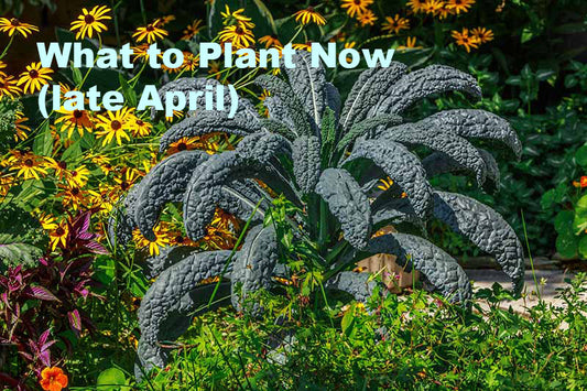 What can I plant right now (late April)?