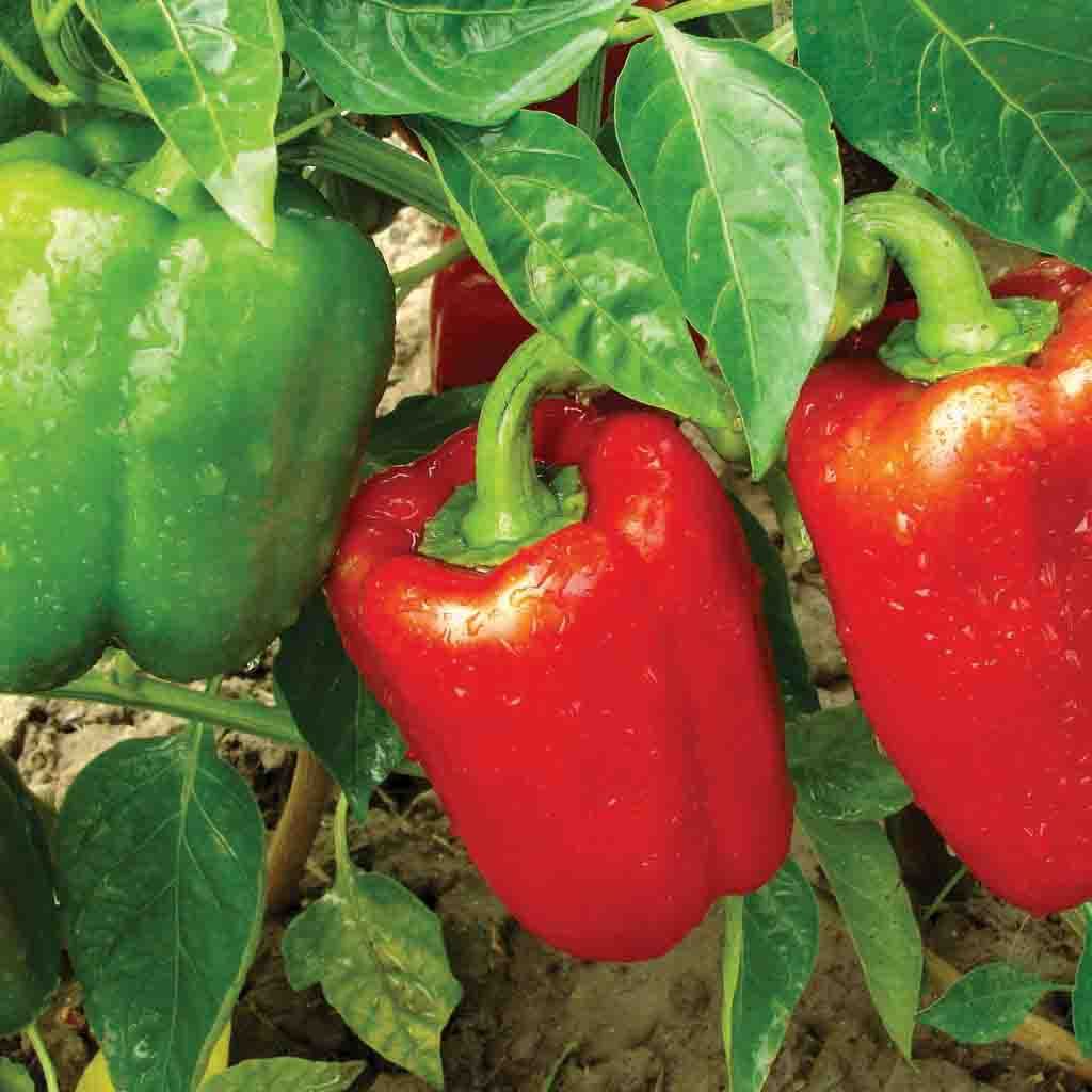 Peppers