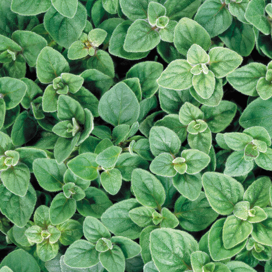 Medicinal Herbs