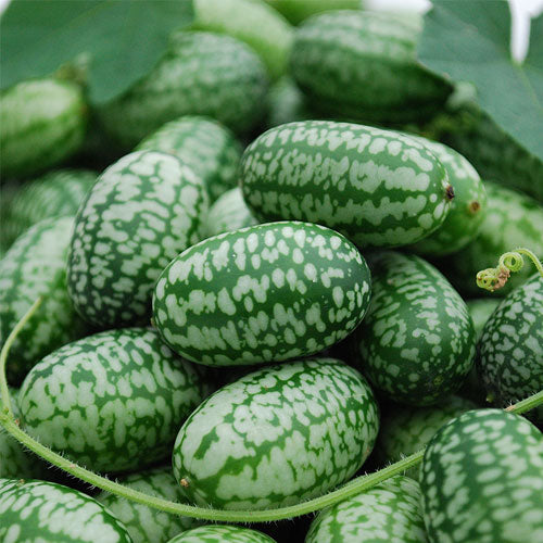 All Vegetable Starts