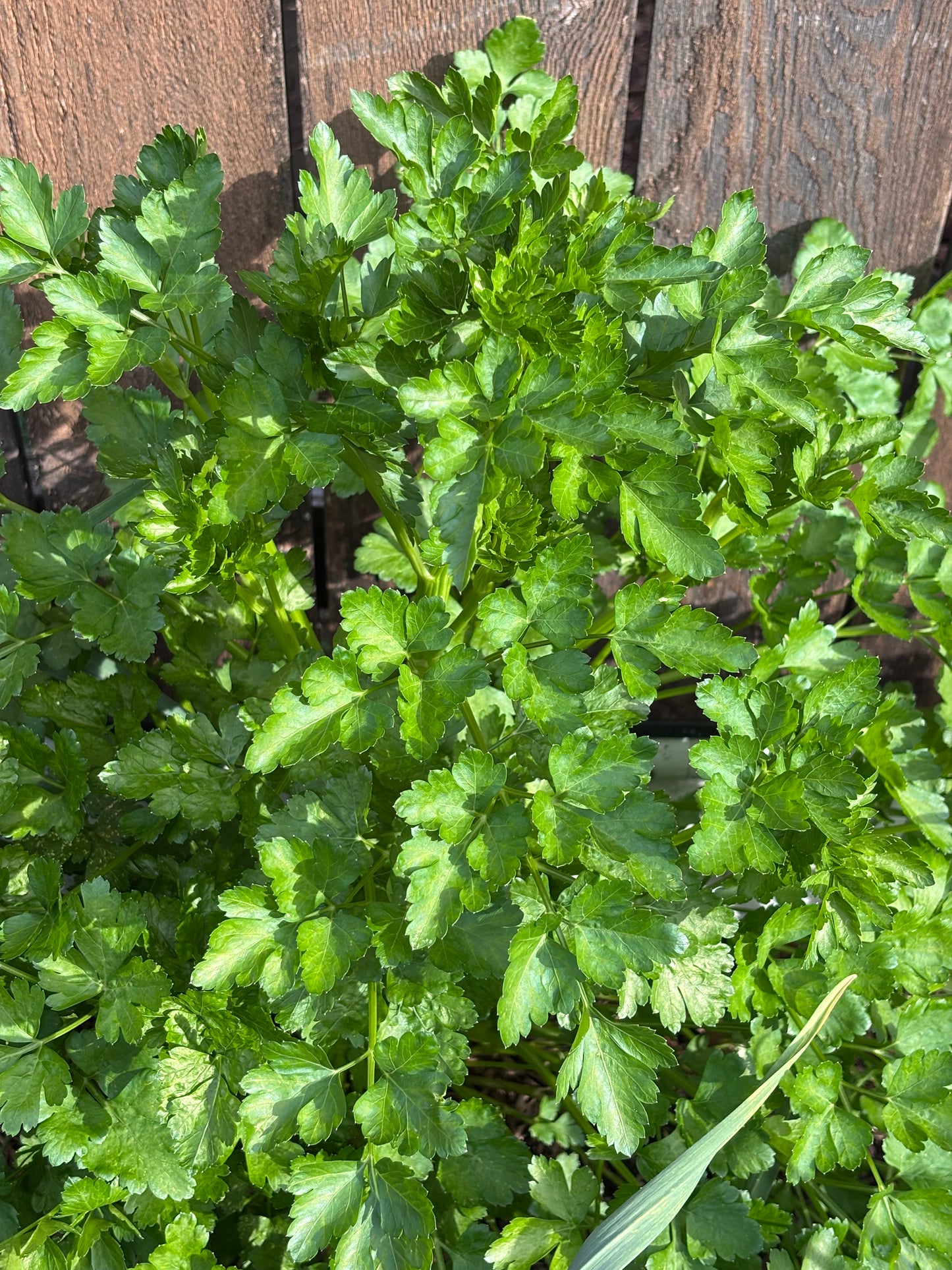 Parsley, Einfache Schnitt
