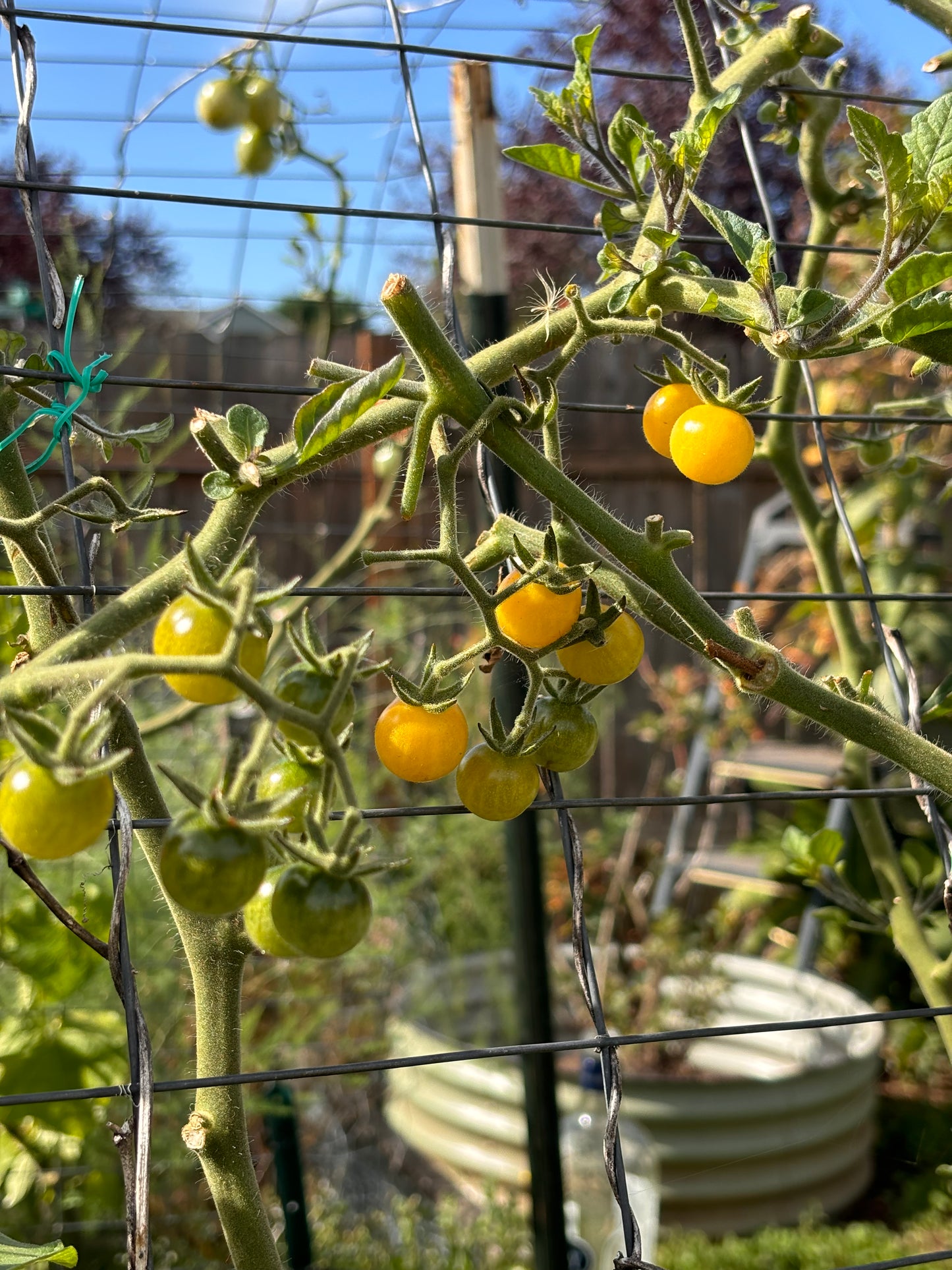 Tomato, Champagne Bubbles