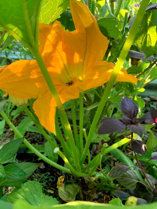 Zucchini, Costata Romanesco