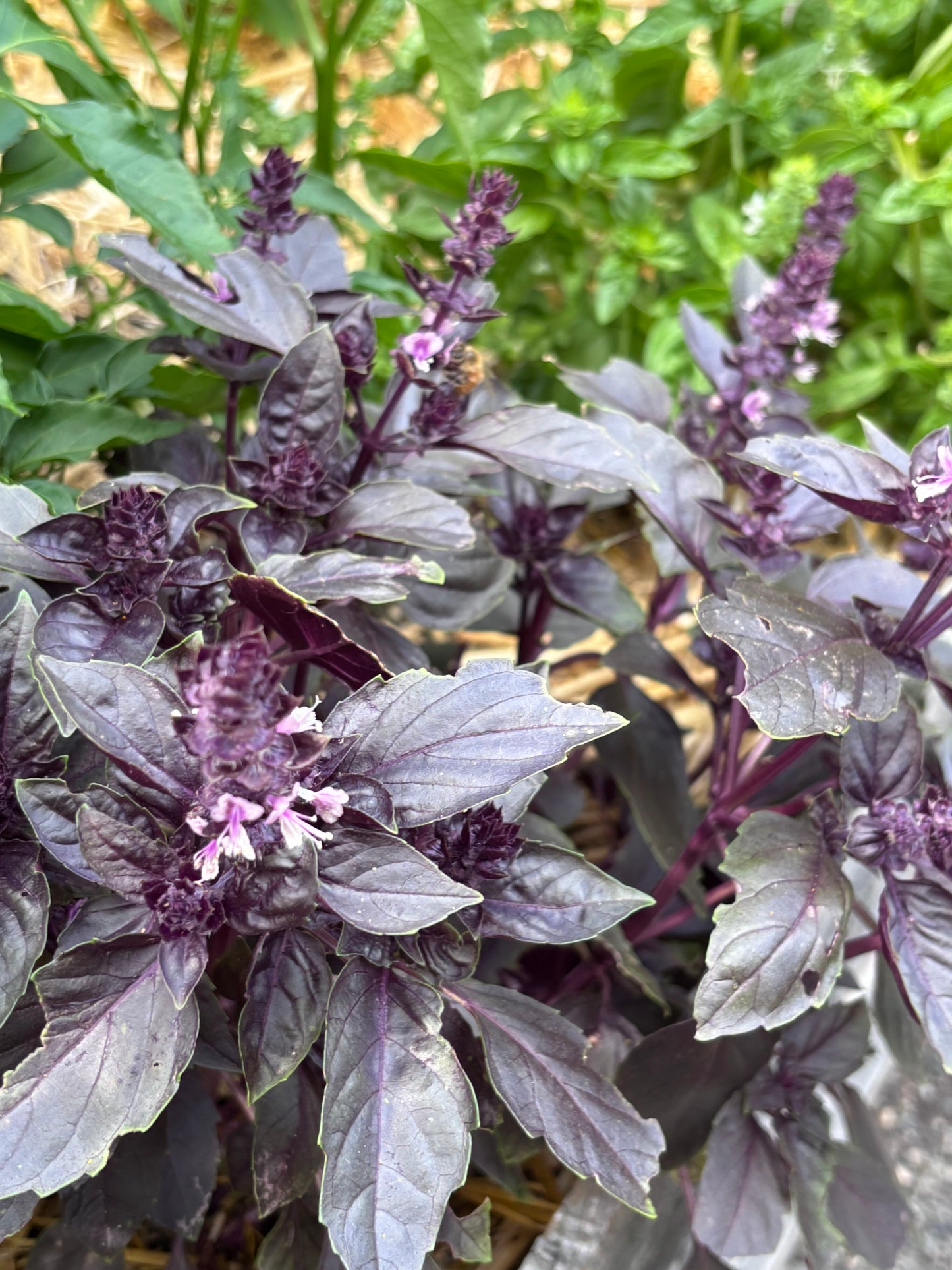 Basil, Dark Opal Purple