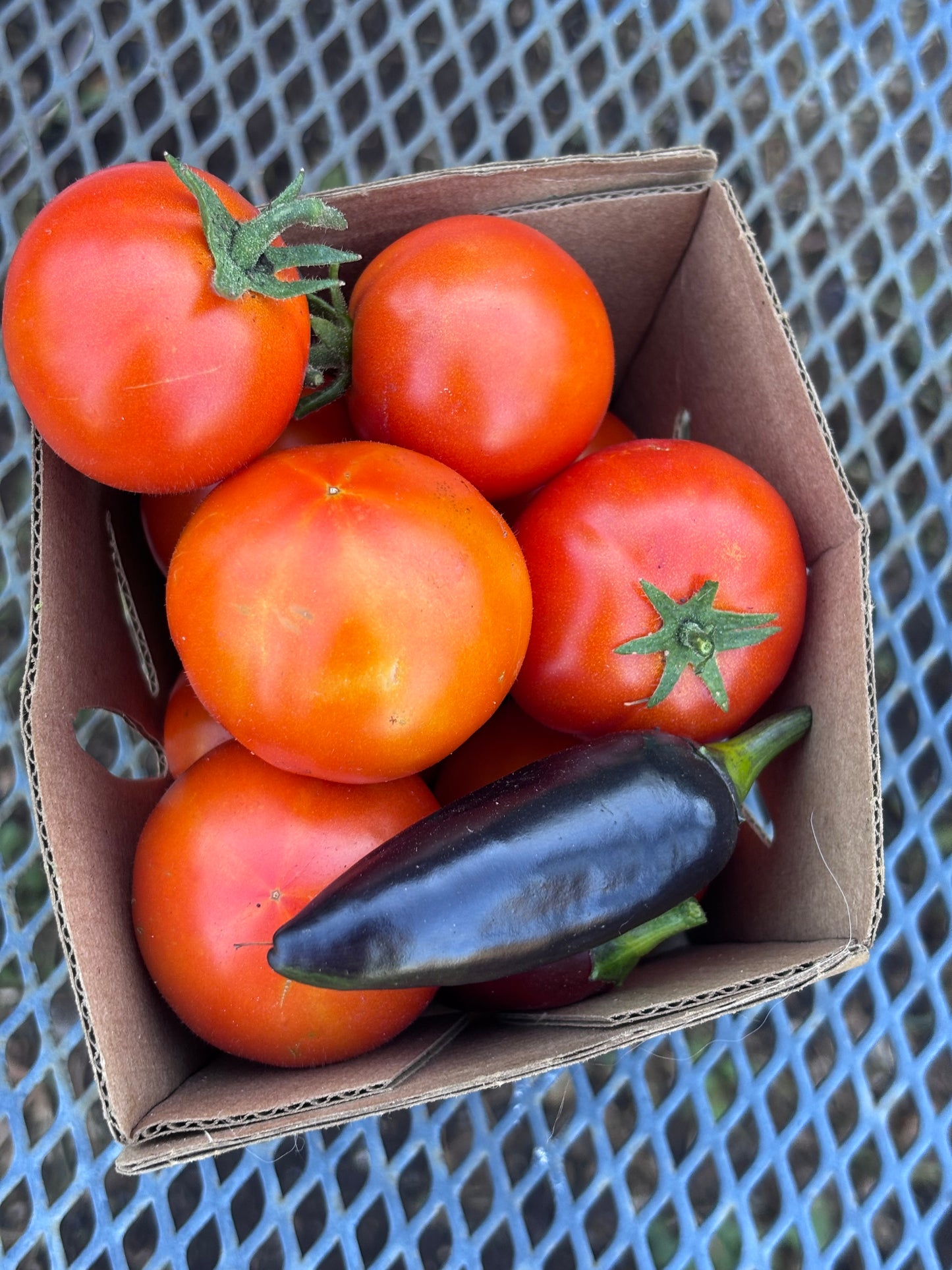 Pepper, Czech Black Jalapeno
