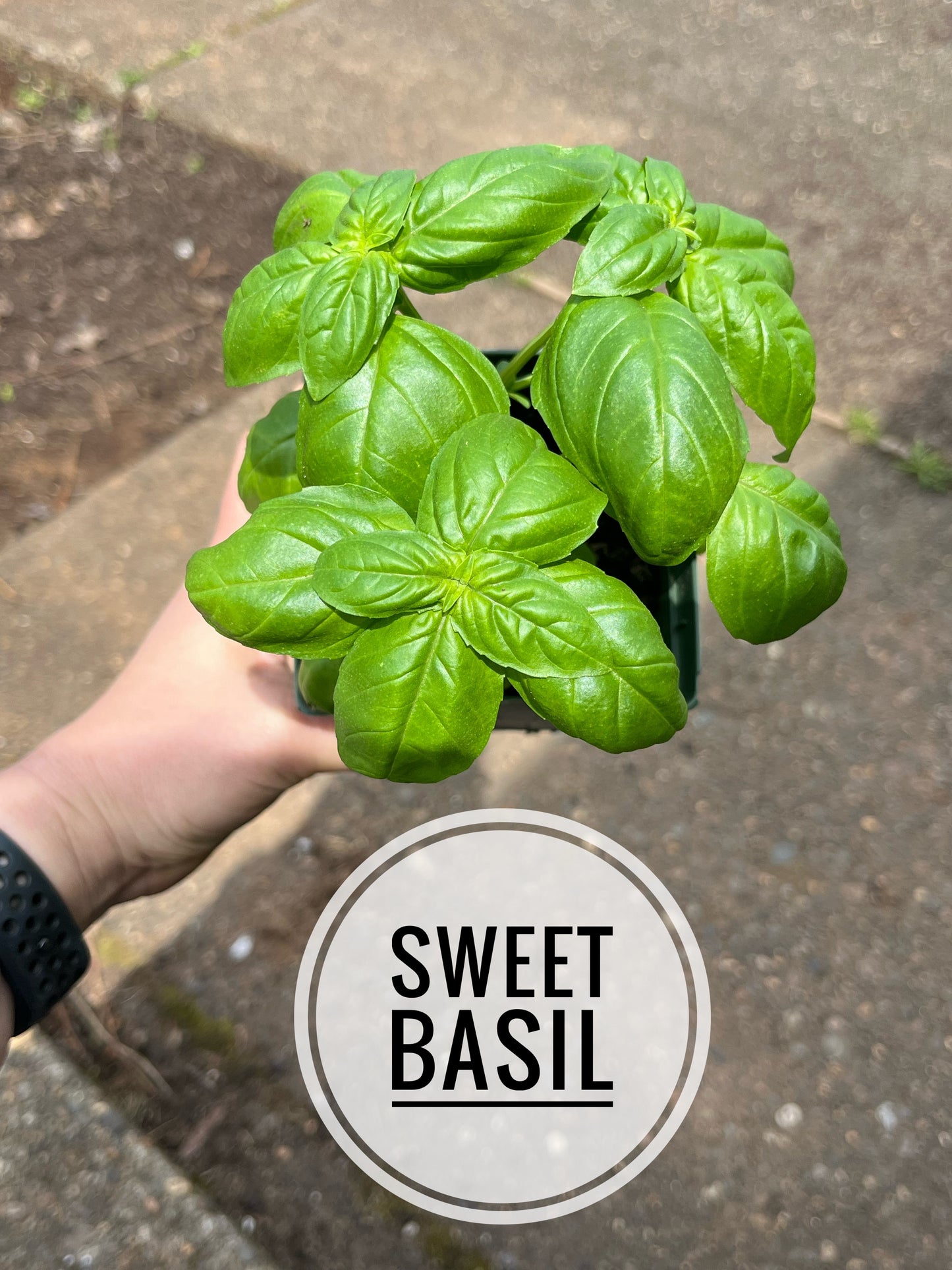 Basil, Italian Mountain Sweet