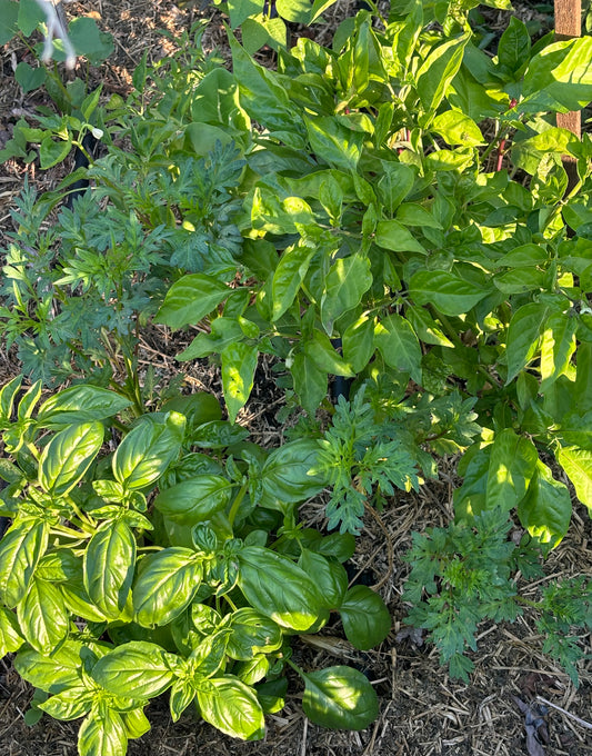 Basil, Italian Mountain Sweet