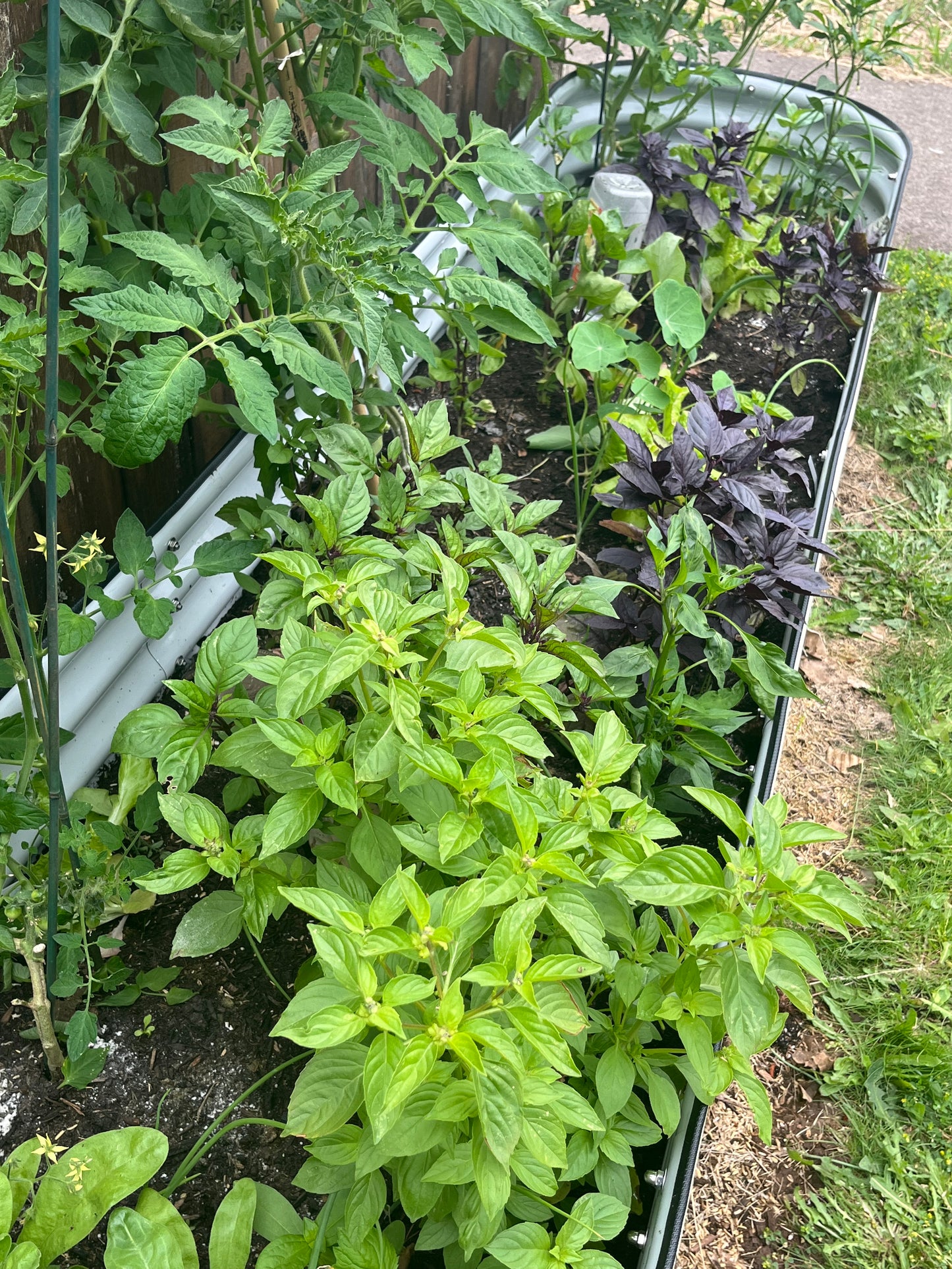 A photo showing a healthy lime basil plant with bright-green leaves, cultivated in an outdoor garden setting.