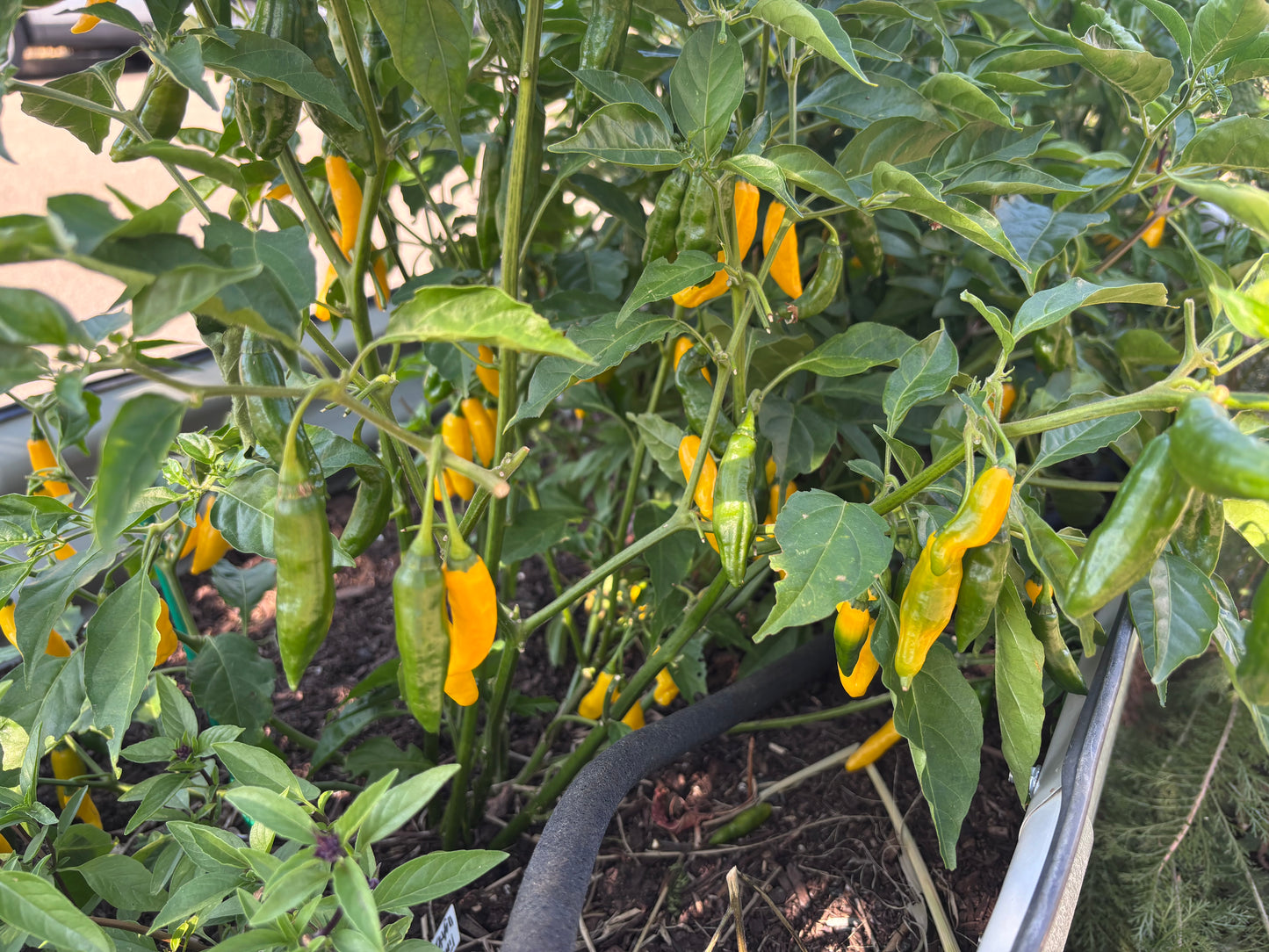 Yellow peppers growing on a plant with green leaves