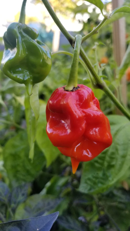Super Hot Pepper, Moruga Scorpion
