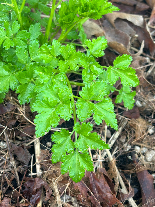 Parsley, Einfache Schnitt