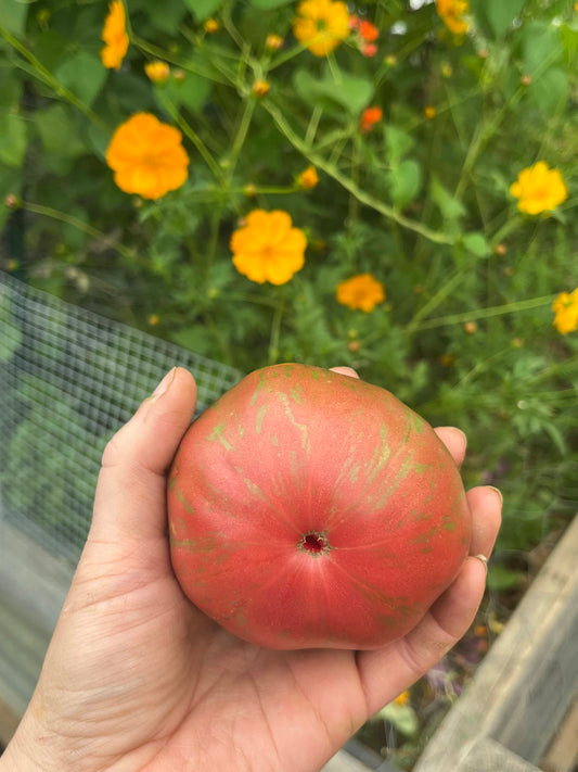 Tomato, Pink Berkeley Tie-Dye