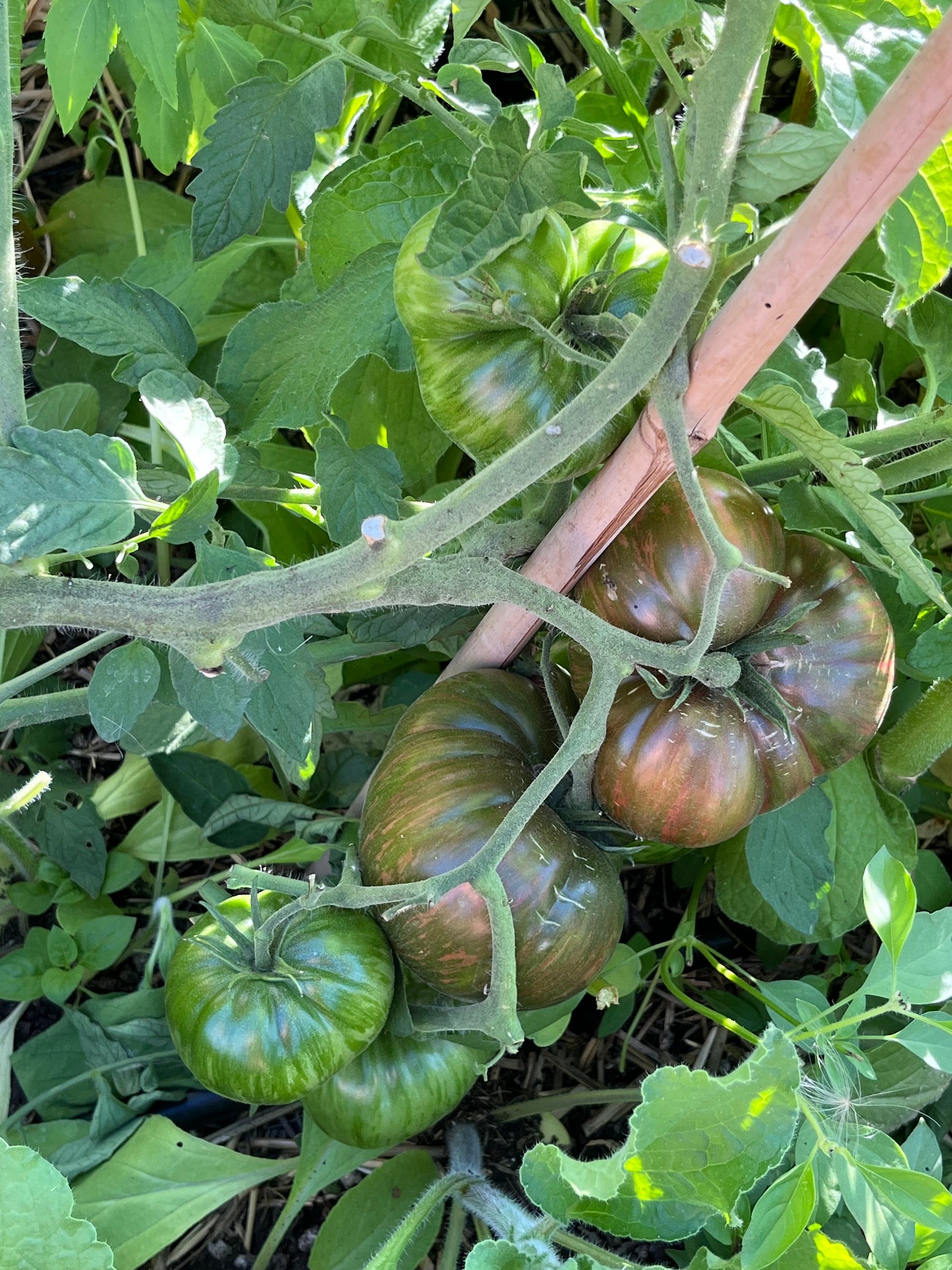 Tomato, Pink Berkeley Tie-Dye (Beefsteak)