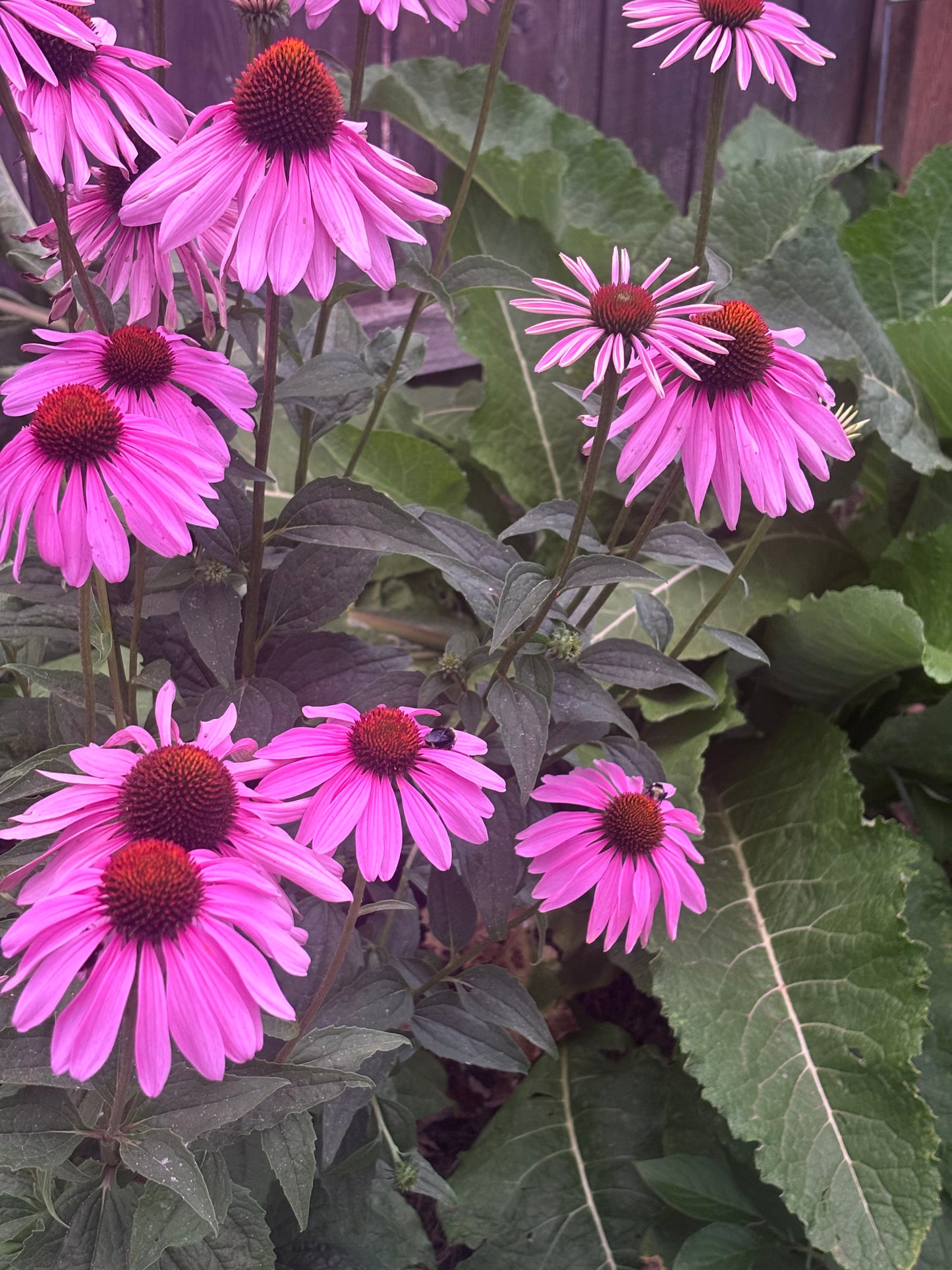 Purple coneflowers with green leaves in a garden setting at dusk.