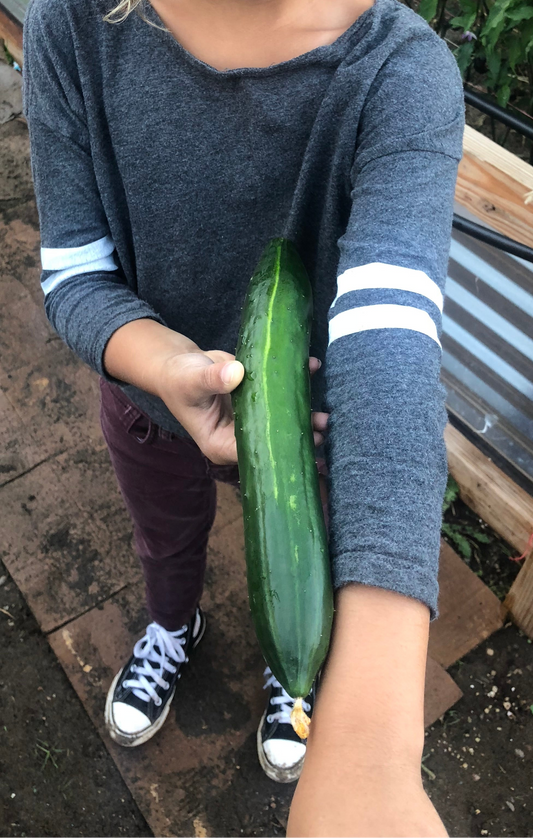 Cucumber, Shintokiwa