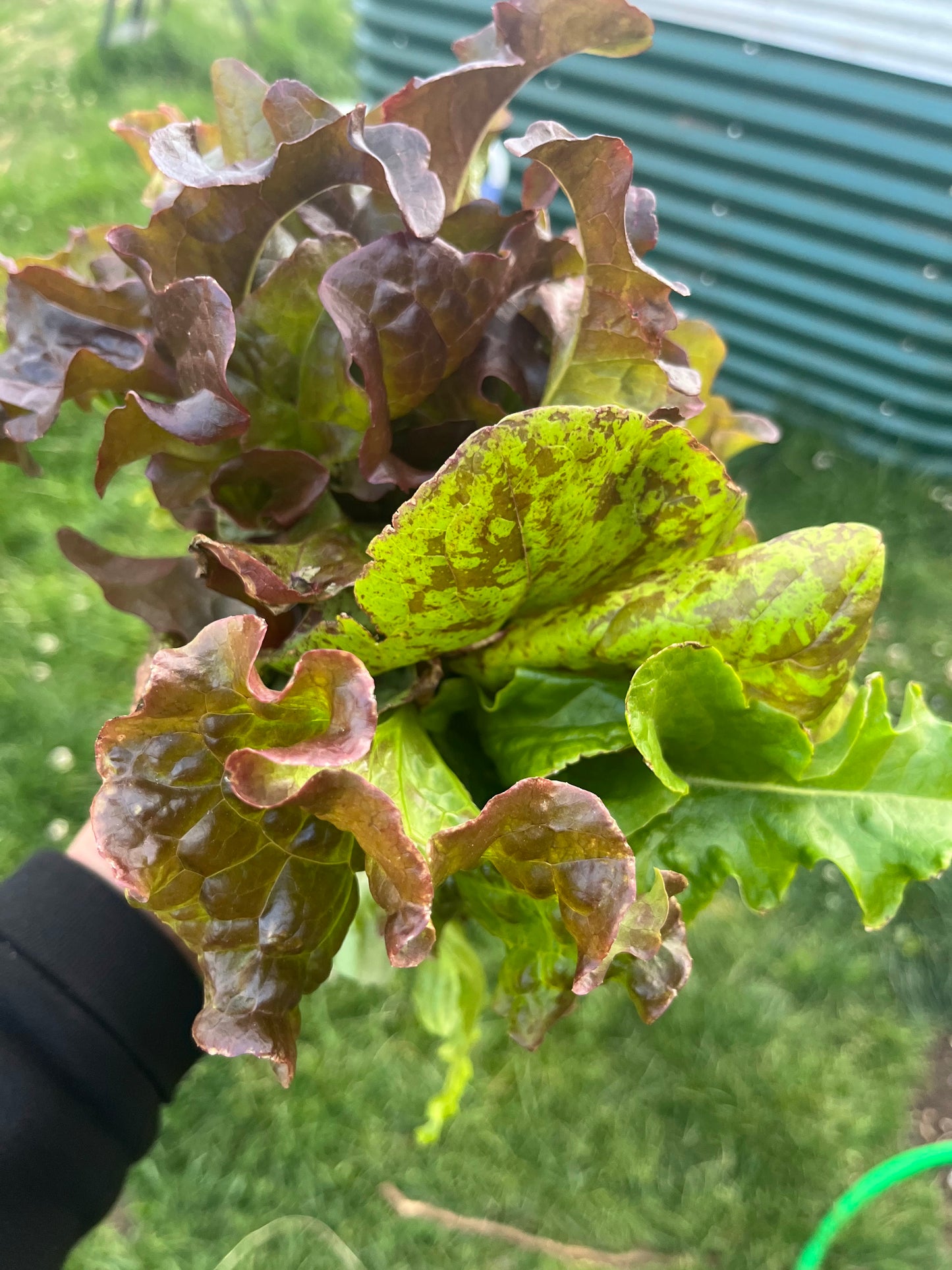 A close-up image of Speckled Trout Romaine lettuce leaves with red freckles on them, held in a person's hand.