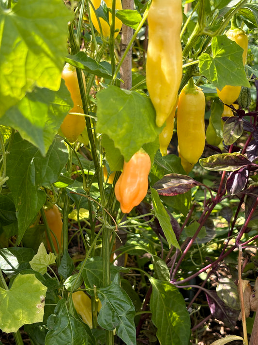A Sugar Rush Peach pepper plant with both yellow and peach-colored peppers growing amidst green leaves.