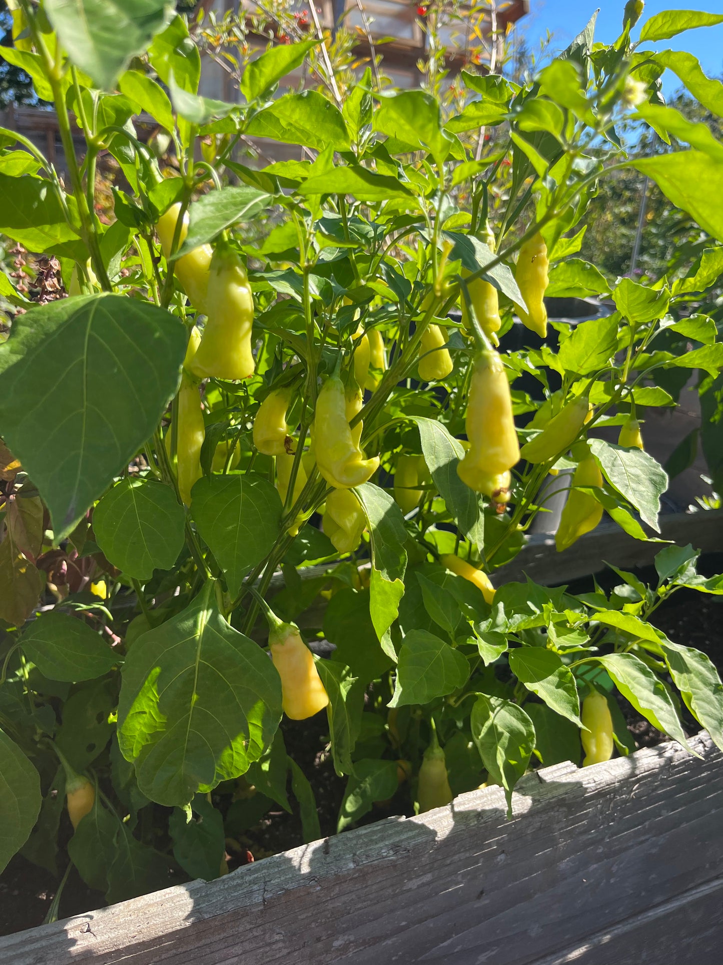 Pepper, Sugar Rush Peach