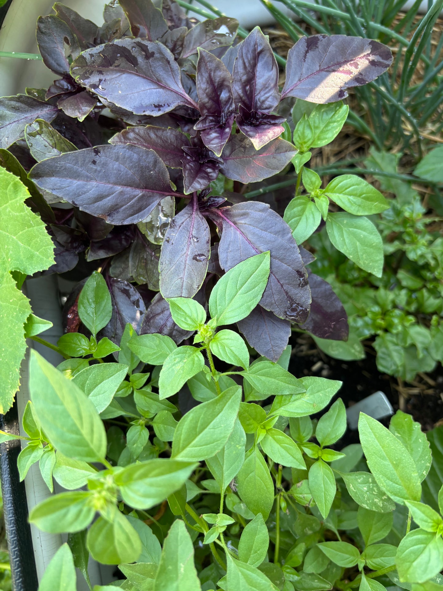 Close-up of purple and green basil leaves in a garden setting