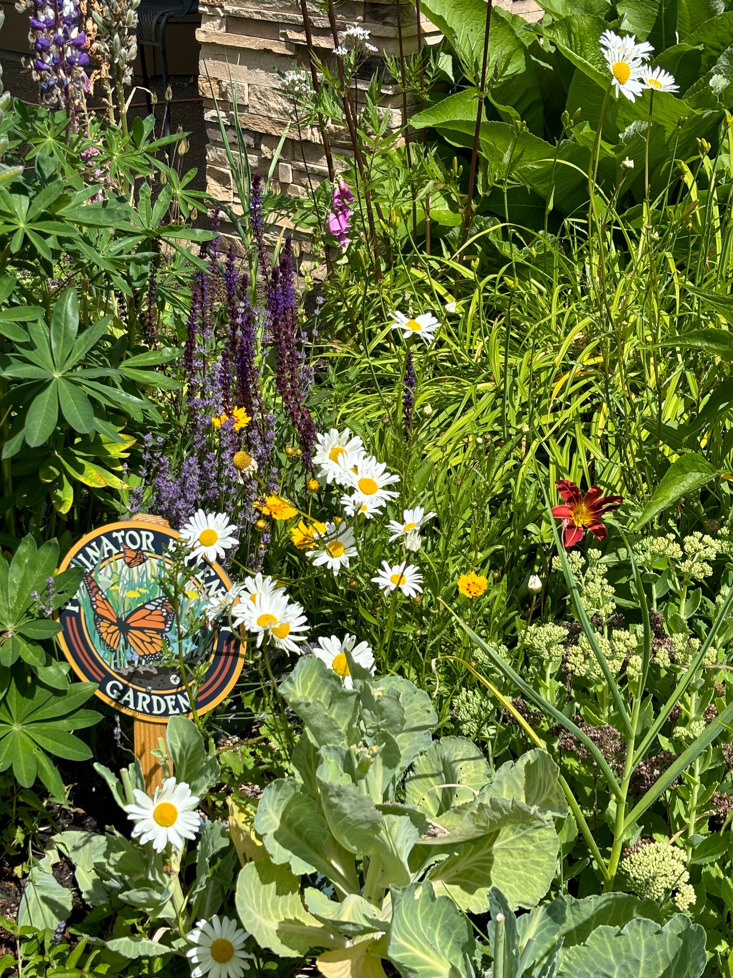 Salvia, Transylvanian