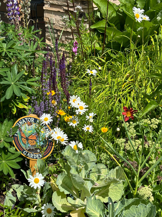 Salvia, Transylvanian