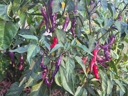 Purple and red chili peppers growing on a plant with green leaves.