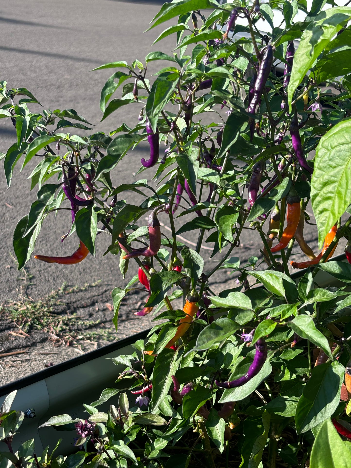 Green chili peppers with purple stems hanging from a plant against a wooden fence.