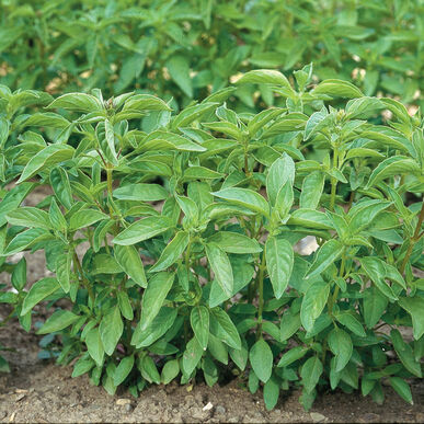 Basil, Lime