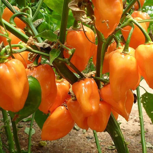 A cluster of bright orange Magnum Habanero peppers on the vine with green leaves in the background.