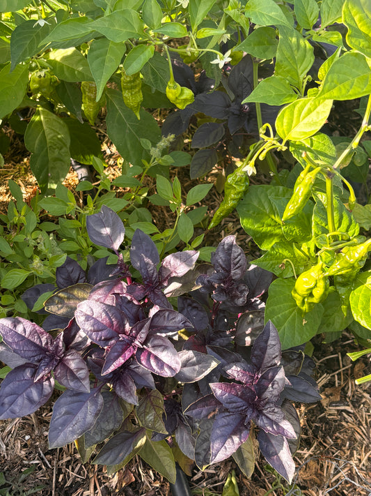 Basil, Dark Opal Purple