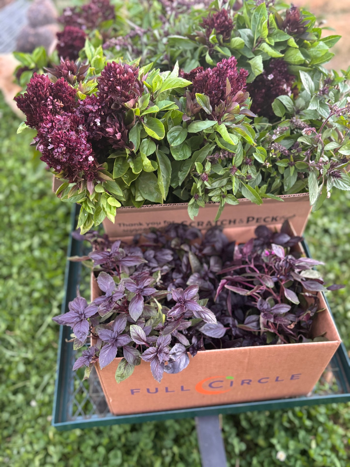 Basil, Dark Opal Purple