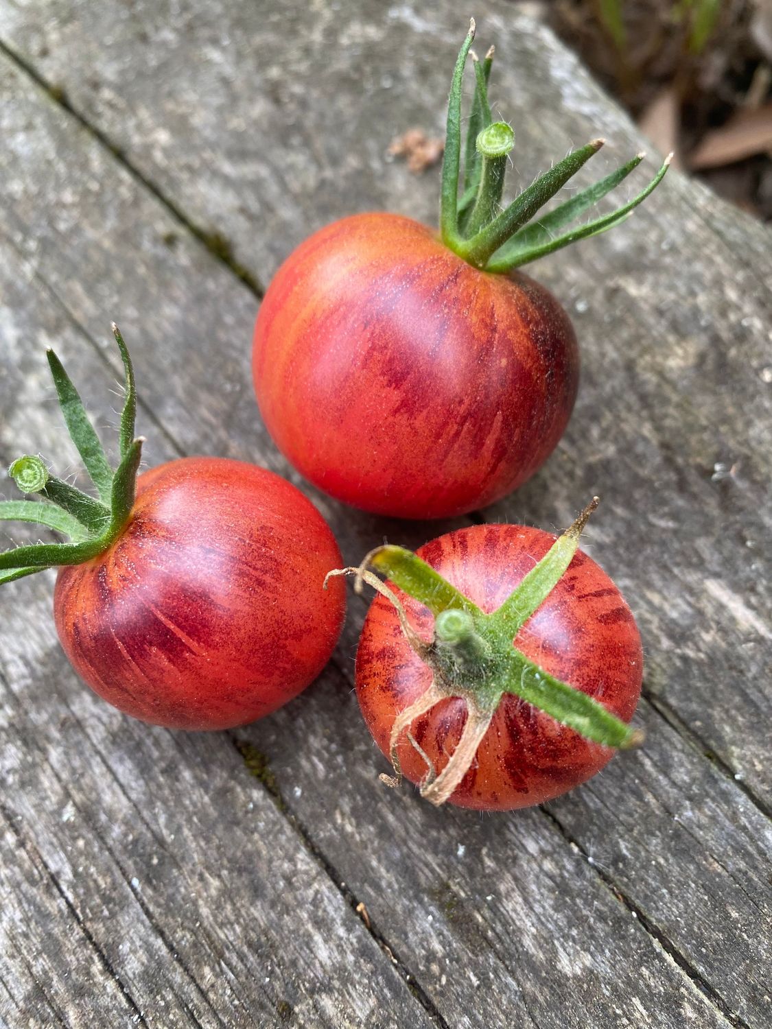 Three variegated red tomatoes with black streaked shoulders, with green stems on a wooden surface.