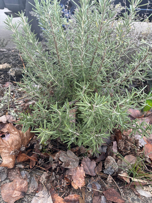 Green shrub with dried leaves on a ground cover of brown leaves and stones