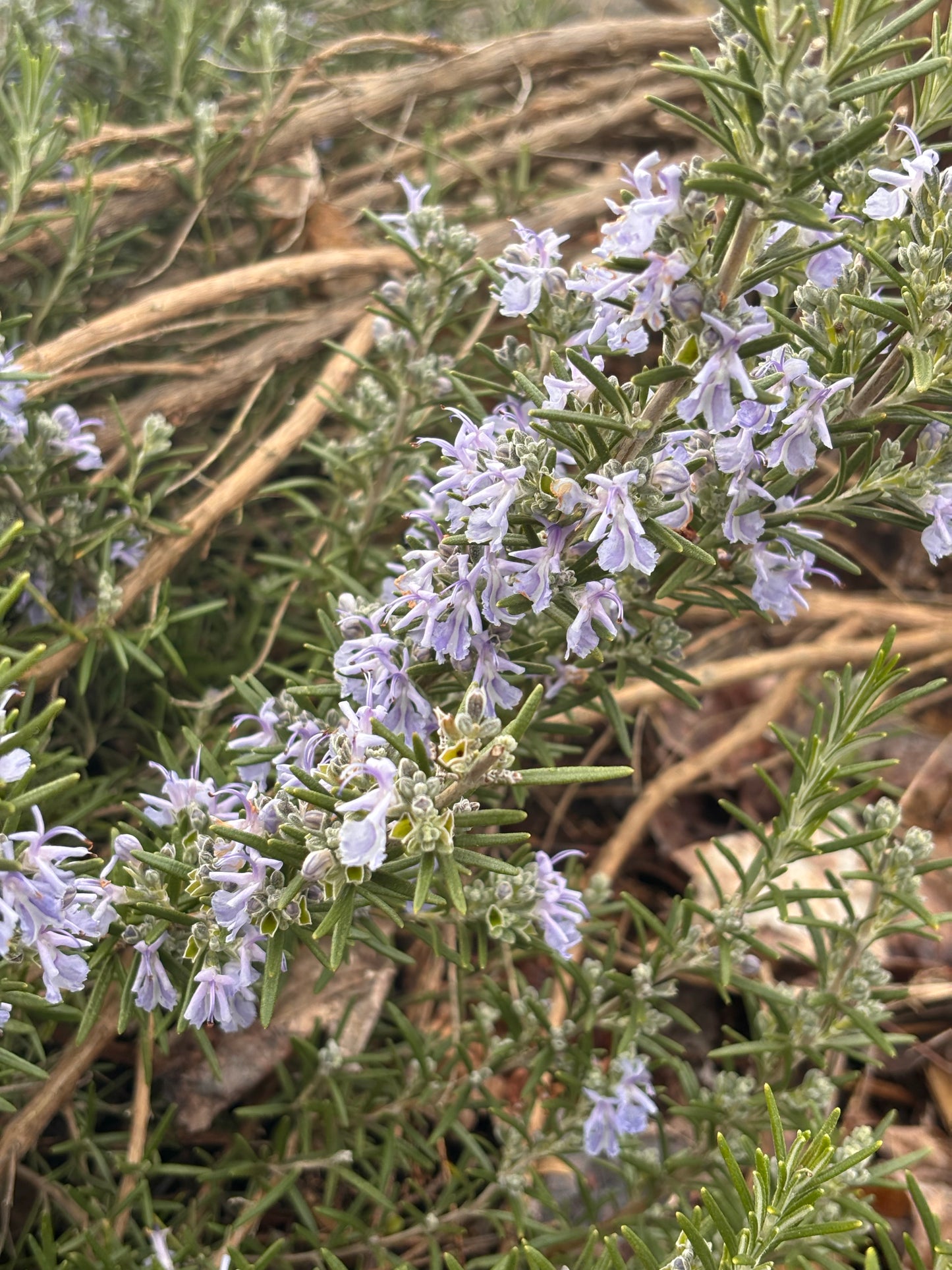 Close-up of a rosemary plant with small white flowers in a natural setting.