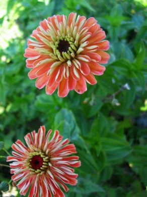 Zinnia, Salmon Rose
