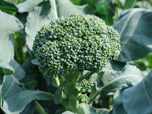 Spring Greens mix, 6pk