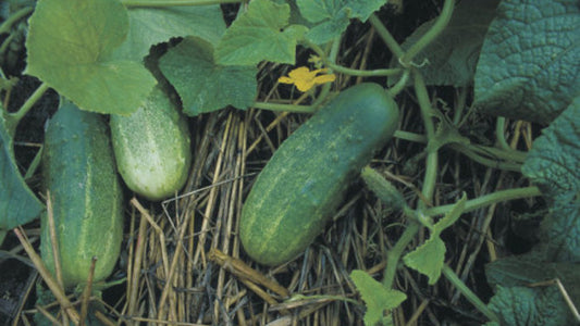 Cucumber, Morden Early Pickling