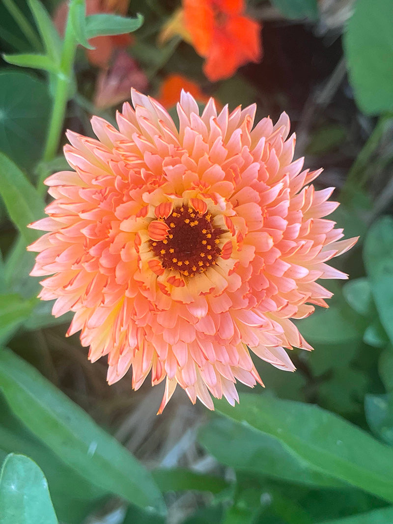 calendula flower that is light pink on the outer rim to a deeper coral on the inside.