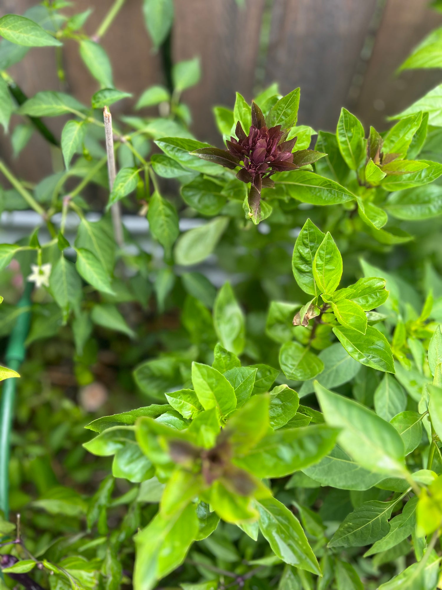 Container Garden