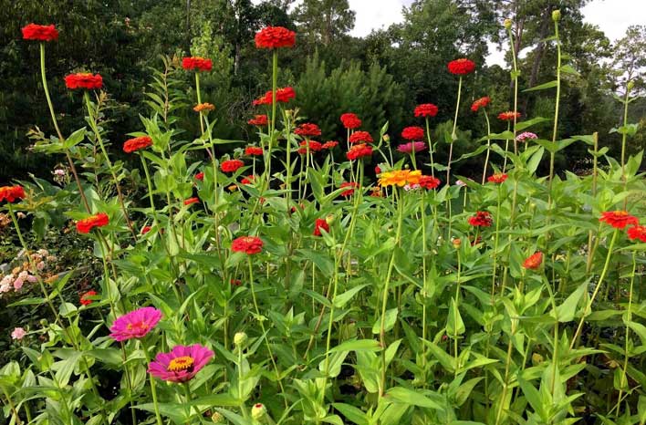 Grow For The Pollinators