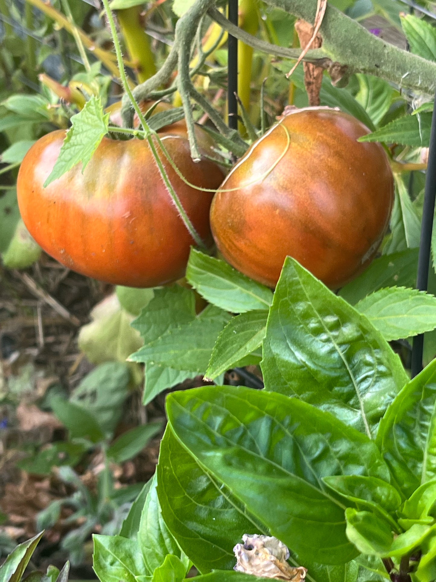 Tomato, Paul Robeson