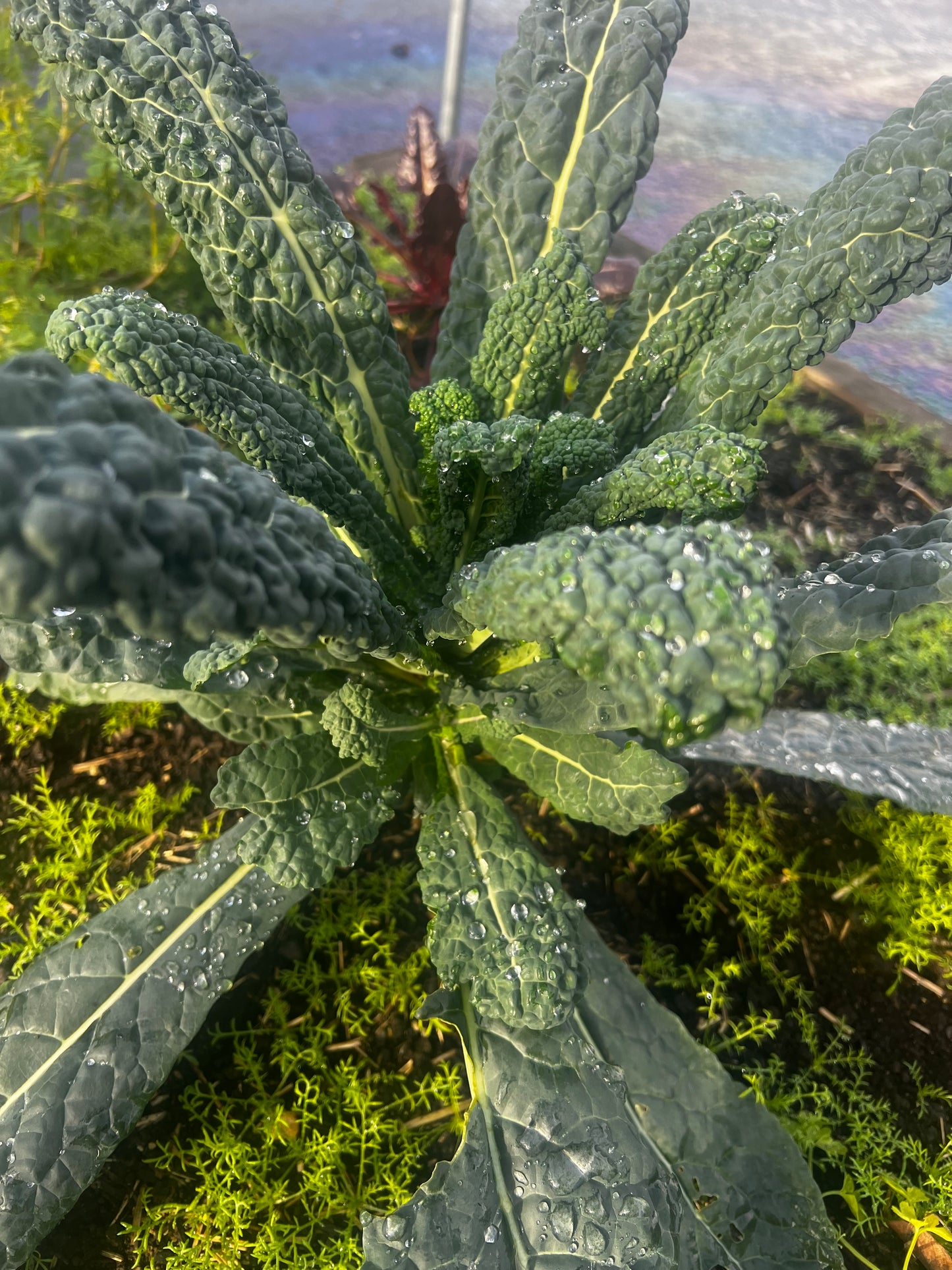 Kale, Dazzling Blue Lacinato