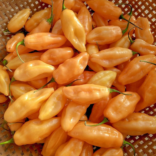 Pepper, Peach Torch Habanero
