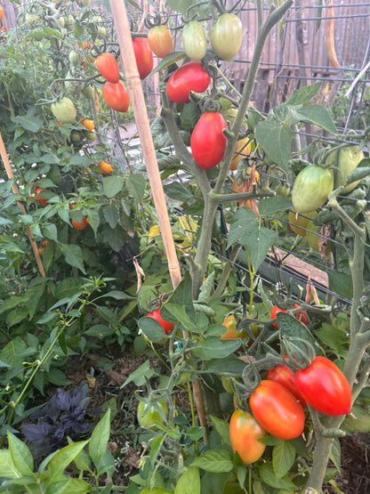 Tomato, San Marzano