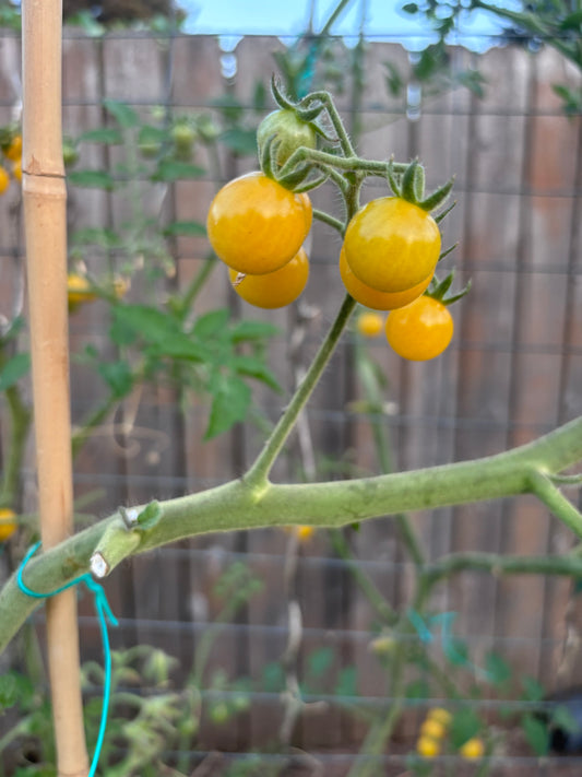 Tomato, Champagne Bubbles