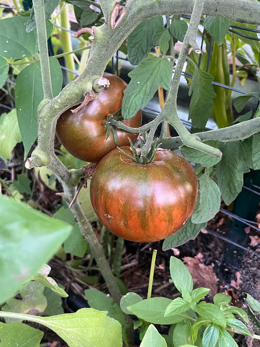 Tomato, Paul Robeson