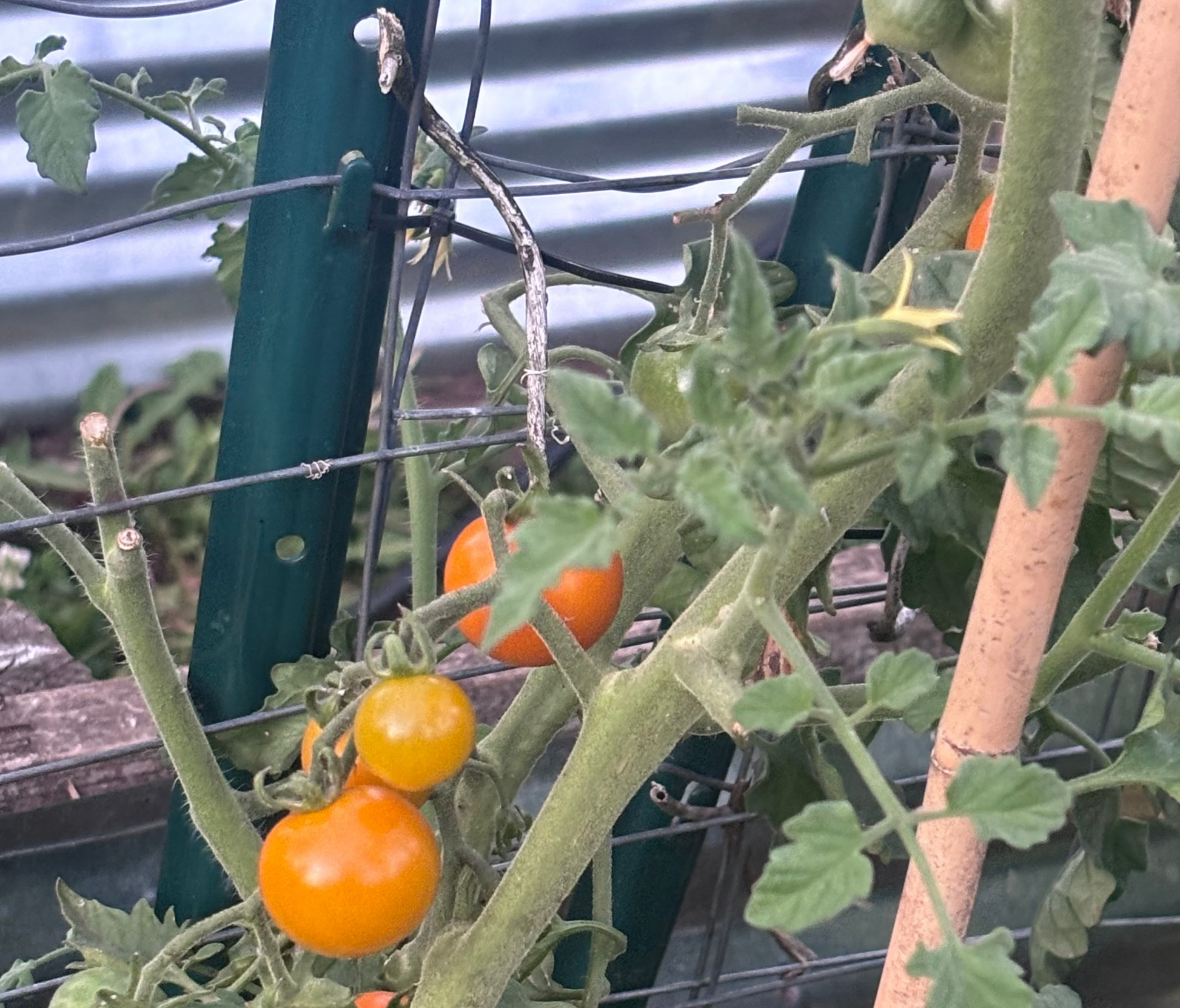 Tomato plants with green and orange tomatoes growing in a greenhouse.
