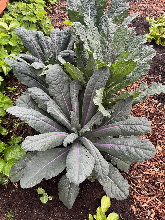 Kale, Dazzling Blue Lacinato