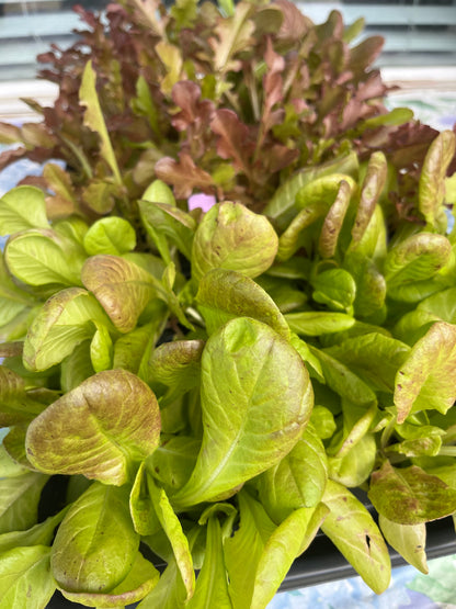 Lettuce, Marvel of Four Seasons 6pk